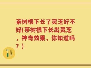 茶树根下长了灵芝好不好(茶树根下长出灵芝，神奇效果，你知道吗？)