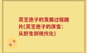 灵芝孢子的发展过程图片(灵芝孢子的演变：从野生到现代化)