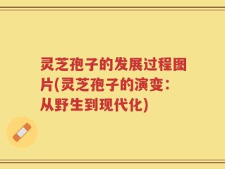 灵芝孢子的发展过程图片(灵芝孢子的演变：从野生到现代化)