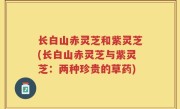 长白山赤灵芝和紫灵芝(长白山赤灵芝与紫灵芝：两种珍贵的草药)