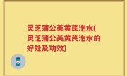灵芝蒲公英黄芪泡水(灵芝蒲公英黄芪泡水的好处及功效)