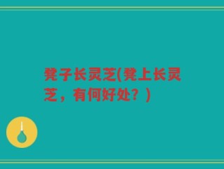 凳子长灵芝(凳上长灵芝，有何好处？)