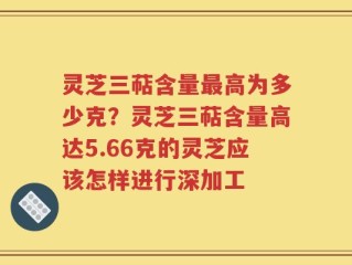 灵芝三萜含量最高为多少克？灵芝三萜含量高达5.66克的灵芝应该怎样进行深加工