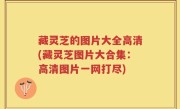 藏灵芝的图片大全高清(藏灵芝图片大合集：高清图片一网打尽)