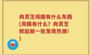 肉灵芝周围有什么东西(周围有什么？肉灵芝掀起新一轮发现热潮！)