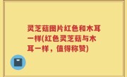 灵芝菇图片红色和木耳一样(红色灵芝菇与木耳一样，值得称赞)