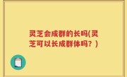 灵芝会成群的长吗(灵芝可以长成群体吗？)