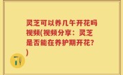 灵芝可以养几午开花吗视频(视频分享：灵芝是否能在养护期开花？)