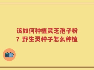 该如何种植灵芝孢子粉？野生灵种子怎么种植