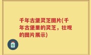 千年古堡灵芝图片(千年古堡里的灵芝，壮观的图片展示)