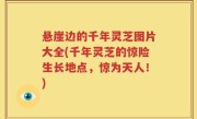悬崖边的千年灵芝图片大全(千年灵芝的惊险生长地点，惊为天人！)