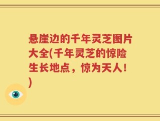 悬崖边的千年灵芝图片大全(千年灵芝的惊险生长地点，惊为天人！)