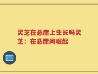 灵芝在悬崖上生长吗灵芝：在悬崖间崛起