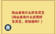 阳山县有什么野生灵芝(阳山县有什么优质野生灵芝，你知道吗？)
