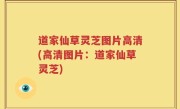 道家仙草灵芝图片高清(高清图片：道家仙草灵芝)