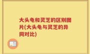 大头龟和灵芝的区别图片(大头龟与灵芝的异同对比)