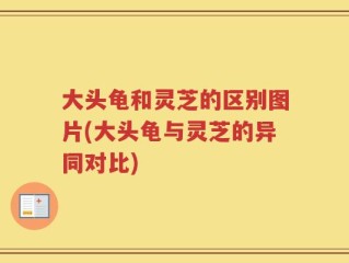 大头龟和灵芝的区别图片(大头龟与灵芝的异同对比)