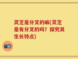 灵芝是分叉的嘛(灵芝是有分叉的吗？探究其生长特点)