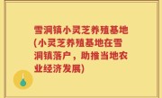 雪洞镇小灵芝养殖基地(小灵芝养殖基地在雪洞镇落户，助推当地农业经济发展)