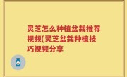 灵芝怎么种植盆栽推荐视频(灵芝盆栽种植技巧视频分享