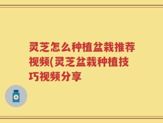 灵芝怎么种植盆栽推荐视频(灵芝盆栽种植技巧视频分享
