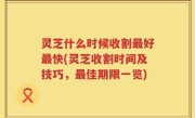 灵芝什么时候收割最好最快(灵芝收割时间及技巧，最佳期限一览)