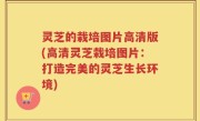 灵芝的栽培图片高清版(高清灵芝栽培图片：打造完美的灵芝生长环境)