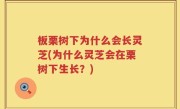 板栗树下为什么会长灵芝(为什么灵芝会在栗树下生长？)