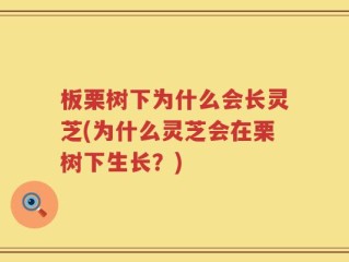 板栗树下为什么会长灵芝(为什么灵芝会在栗树下生长？)