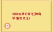 号称仙草的灵芝(神奇草 解密灵芝)