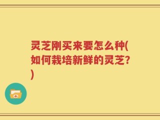 灵芝刚买来要怎么种(如何栽培新鲜的灵芝？)