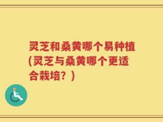 灵芝和桑黄哪个易种植(灵芝与桑黄哪个更适合栽培？)