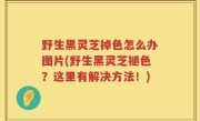 野生黑灵芝掉色怎么办图片(野生黑灵芝褪色？这里有解决方法！)