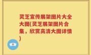 灵芝宣传展架图片大全大图(灵芝展架图片合集，欣赏高清大图详情)