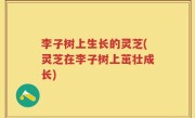 李子树上生长的灵芝(灵芝在李子树上茁壮成长)