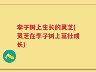 李子树上生长的灵芝(灵芝在李子树上茁壮成长)