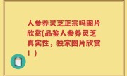 人参养灵芝正宗吗图片欣赏(品鉴人参养灵芝真实性，独家图片欣赏！)