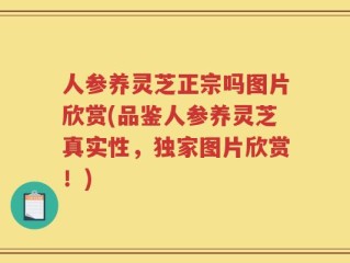 人参养灵芝正宗吗图片欣赏(品鉴人参养灵芝真实性，独家图片欣赏！)