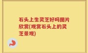 石头上生灵芝好吗图片欣赏(观赏石头上的灵芝景观)