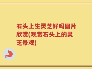 石头上生灵芝好吗图片欣赏(观赏石头上的灵芝景观)