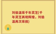 刘伯温采千年灵芝(千年灵芝再现辉煌，刘伯温再次采摘)