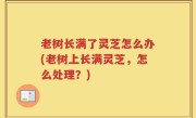 老树长满了灵芝怎么办(老树上长满灵芝，怎么处理？)