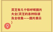 灵芝有几个称呼呢图片大全(灵芝的各种称谓及全收集——图片展示)