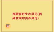 西藏有野生赤灵芝(西藏发现珍贵赤灵芝)