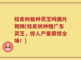 桂皮树能种灵芝吗图片视频(桂皮树种植广东灵芝，惊人产量震惊全场！)