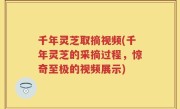 千年灵芝取摘视频(千年灵芝的采摘过程，惊奇至极的视频展示)