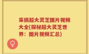 采摘超大灵芝图片视频大全(探秘超大灵芝世界：图片视频汇总)