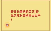 野生长菌柄的灵芝(野生灵芝长菌柄高山出产)