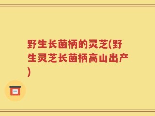 野生长菌柄的灵芝(野生灵芝长菌柄高山出产)