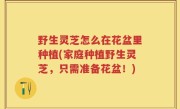 野生灵芝怎么在花盆里种植(家庭种植野生灵芝，只需准备花盆！)